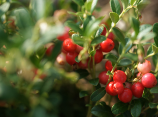 蔓越莓籽油是什麼？對肌膚保養還有好處？