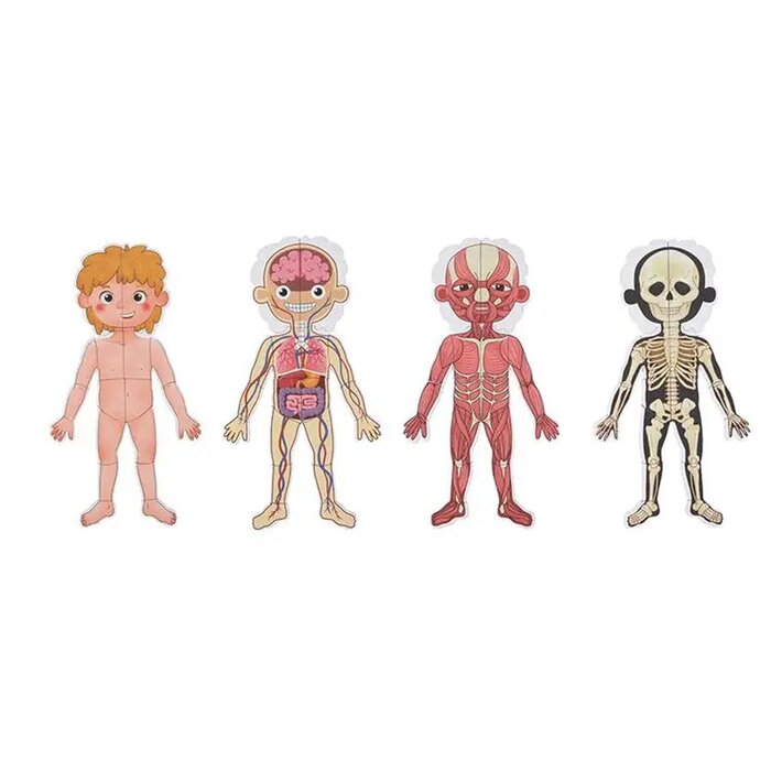 Tooky Toy Co Body Magnetic Chart 30x40x1cmProduct Thumbnail