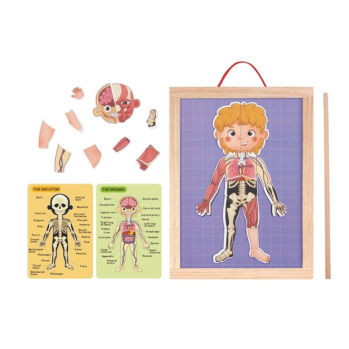 Tooky Toy Co Body Magnetic Chart 30x40x1cmProduct Thumbnail