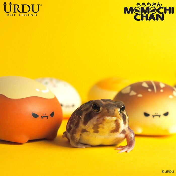 Urdu Momochichan - (Case of 6 Blind Boxes) 25x11x13cmProduct Thumbnail