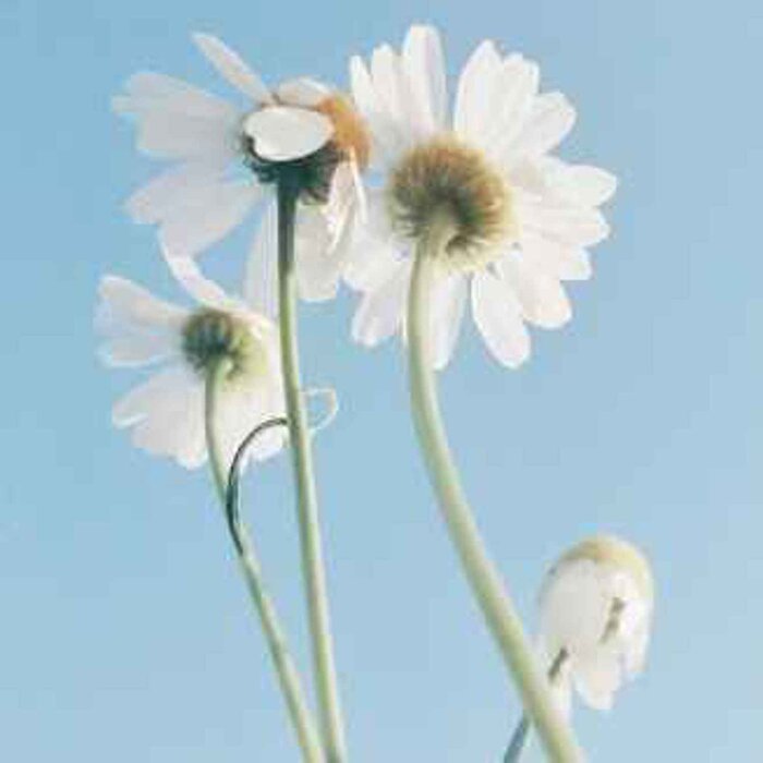Blossom Blossom Sensitive Skin Oil-To-Milk Cleanser Fixed SizeProduct Thumbnail